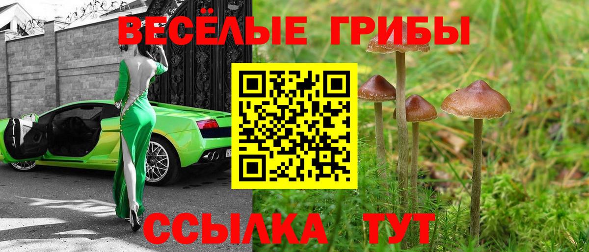 Благодарный  Галлюциногенные грибы Psilocybine cubensis  где продают   Вход с VPN 
